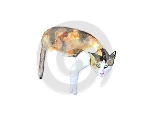 Watercolor painting cat.isolated on a white background.