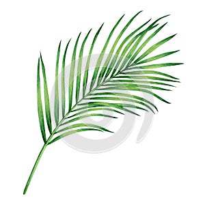 Watercolor painting coconut, palm leaf,green leave isolated on white background.Watercolor hand painted illustration tropical exot