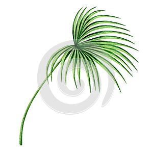 Watercolor painting coconut,palm leaf,green leave isolated on white background.Watercolor hand painted illustration tropical exoti