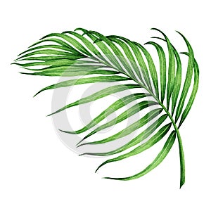 Watercolor painting coconut,palm leaf,green leaves