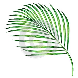 Watercolor painting coconut,palm leaf,green leaves isolated on white background.Watercolor hand painted illustration tropical exot photo