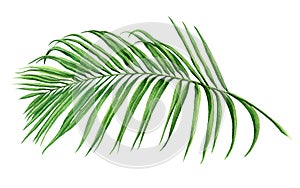 Watercolor painting coconut,palm leaf,green leaves isolated on white background.Watercolor hand painted illustration tropical exot photo