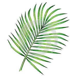 Watercolor painting coconut,palm leaf,green leaves isolated on white background.Watercolor hand painted illustration tropical exot photo