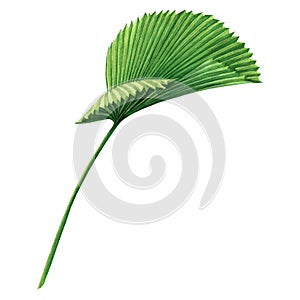 Watercolor painting coconut,palm leaf,green leaves isolated on white background.Watercolor hand painted illustration tropical exot photo