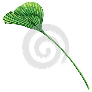 Watercolor painting coconut,palm leaf,green leaves isolated on white background.Watercolor hand painted illustration tropical exot photo