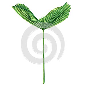 Watercolor painting coconut,palm leaf,green leaves isolated on white background.Watercolor hand painted illustration tropical exot