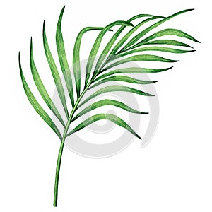 Watercolor painting coconut, palm leaf,green leaves isolated on white background.Watercolor hand painted illustration tropical exo