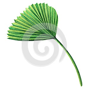 Watercolor painting coconut,palm leaf,green leaves isolated on white background.Watercolor hand painted illustration tropical exot