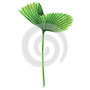 Watercolor painting coconut,palm leaf,green leaves isolated on white background.Watercolor hand painted illustration tropical exot