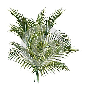 Watercolor painting of coconut palm leaves