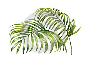 Watercolor painting of coconut palm leaves isolated