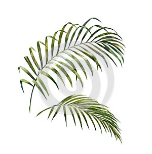 Watercolor painting of coconut palm leaves on white background