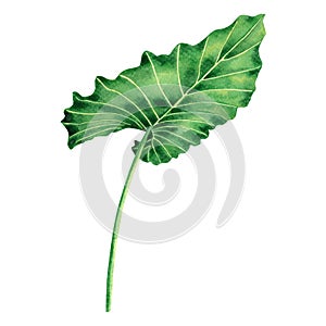 Watercolor painting coloasia,green leaves,palm leaf isolated on white background.Watercolor hand painted illustration tropical exo