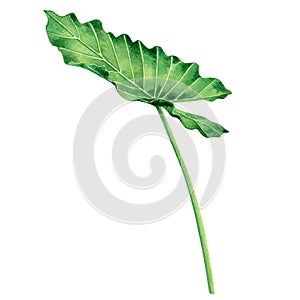 Watercolor painting coloasia,green leaves,palm leaf isolated on white background.Watercolor hand painted illustration tropical exo