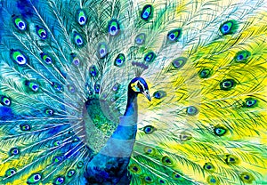 Watercolor Painting - Colorful peacock tail feathers photo