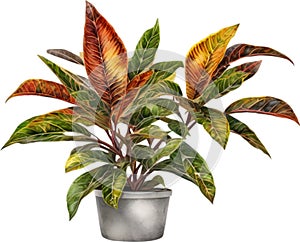 Watercolor painting of a Crotons (Codiaeum variegatum) plant.