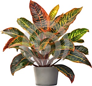 Watercolor painting of a Crotons (Codiaeum variegatum) plant.