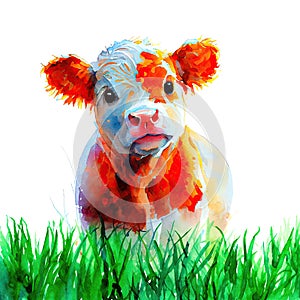 Watercolor painting of a cute, innocence and curiosity calf endearing expression on its face. Splashes of paint