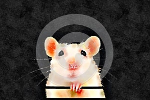 Watercolor painting of cute white pet rat. Black background.