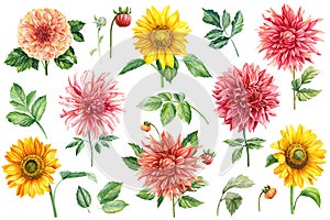Watercolor painting, dahlias and sunflowers flowers leaves, on a white background, floral elements set. Colorful flora