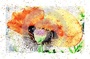 Watercolor painting of detail poppy flower blossom in summer time. frame with dots