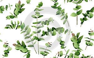 Watercolor painting  eucalyptus branches leaves on white.Green leaf seamless pattern background.Watercolor illustration tropical e