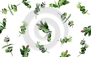 Watercolor painting  eucalyptus branches leaves on white.Green leaf seamless pattern background.Watercolor illustration tropical e