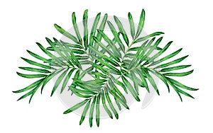 Watercolor painting fern,tropical,green leaves,palm leaf isolated on white background.Watercolor hand painted illustration tropica