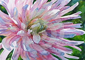 Watercolor painting. Flower aster.
