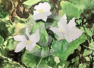 watercolor painting of flowers