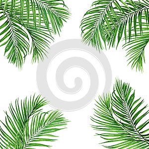 Watercolor painting frame coconut,palm leaf,green leaves isolated on white background.Watercolor hand .painted illustration tropic