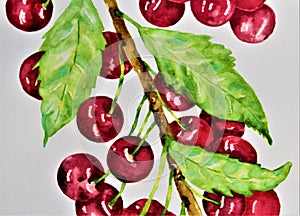 Watercolor painting of fresh organic vibrant red plump cherries