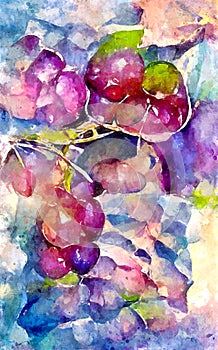 Watercolor painting of fresh vinegrapes in purple blue