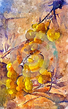 Watercolor painting of fresh vinegrapes in yellow and green