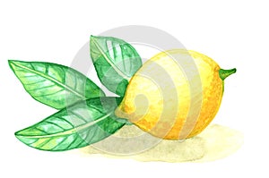 Watercolor painting fruit lemon with leafs on white background