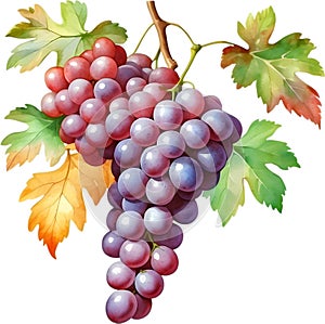 Watercolor painting of a Grapes fruit with leaves. AI-Generated.