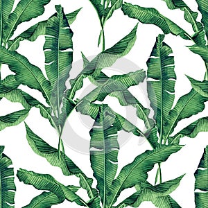 Watercolor painting green,banana leaves seamless pattern on white background.Watercolor hand paint .illustration palm,banana leaf,