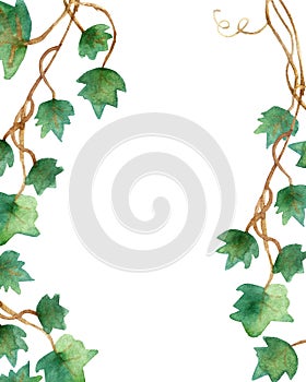 Watercolor painting of green ivy leaves isolated on a white background. Watercolor hand painted illustration. Green pattern of cli