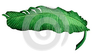 Watercolor painting green leave isolated on white background.Watercolor hand painted illustration banana leaves tropical exotic l