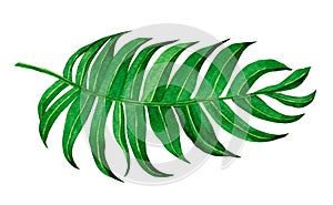 Watercolor painting green leave isolated on white background. Watercolor hand painted illustration tropical .exotic leaf for wallp