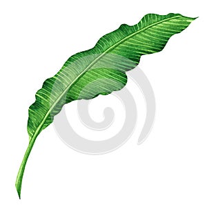 Watercolor painting green leaves isolated on white background.Watercolor hand painted illustration palm,banana leave tropical exot photo