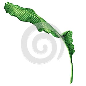 Watercolor painting green leaves isolated on white background.Watercolor hand painted illustration palm,banana leave tropical exot photo