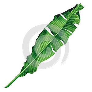 Watercolor painting green leaves isolated on white background.Watercolor hand painted illustration palm,banana leave tropical exot