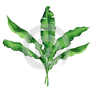 Watercolor painting green leaves isolated on white background.Watercolor hand painted illustration palm,banana leave tropical exot