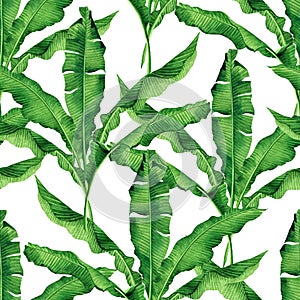 Watercolor painting green leaves isolated on white background.Watercolor hand painted illustration palm,banana leave tropical exot