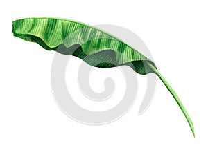 Watercolor painting green leaves isolated on white background.Watercolor hand painted illustration palm,banana leaves tropical exo