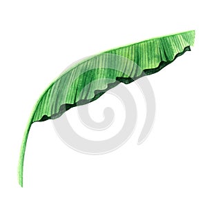Watercolor painting green leaves isolated on white background.Watercolor hand painted illustration palm,banana leaves tropical exo