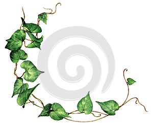 Watercolor painting green leaves ivy isolated on white background.Watercolor hand painted illustration. Green leaf pattern ,wallpa photo