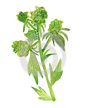 Watercolor painting of green lovage. Fragrant grass isolated on white background, for beautiful design, with space for text