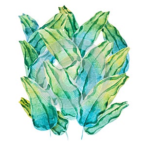 Watercolor painting of green tropical leaves. Hand-made pattern of waringin Ficus benjamina drawn on white paper photo